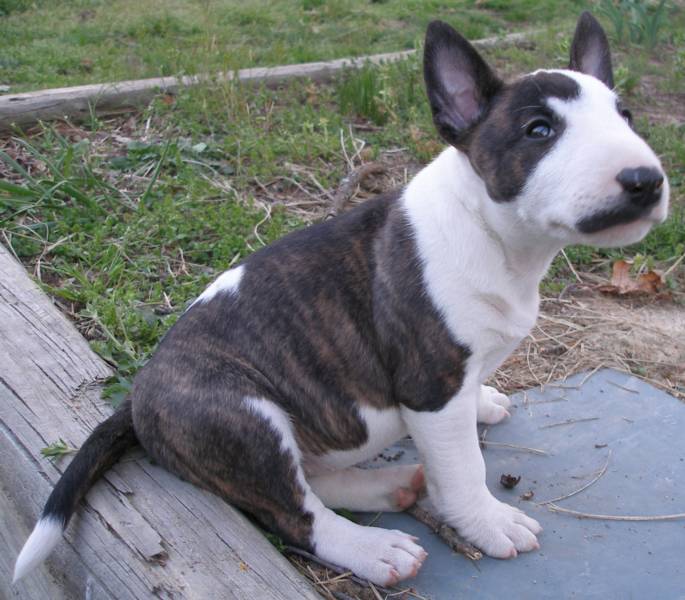 miniature pitbull terrier
